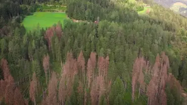 Video informativo sul Bostrico realizzato per la Provincia Autonoma di Bolzano, Alto Adige.